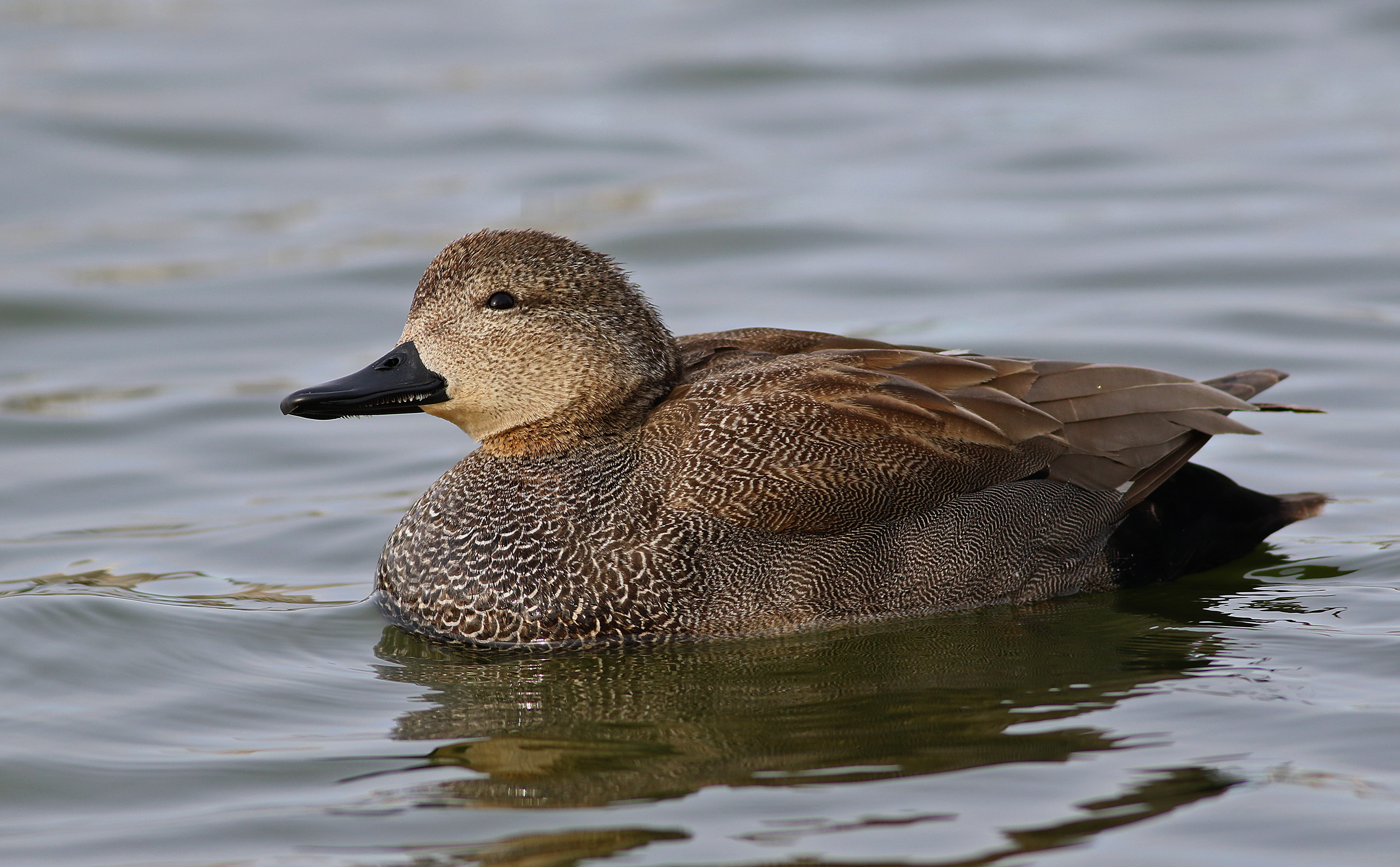 Gadwall